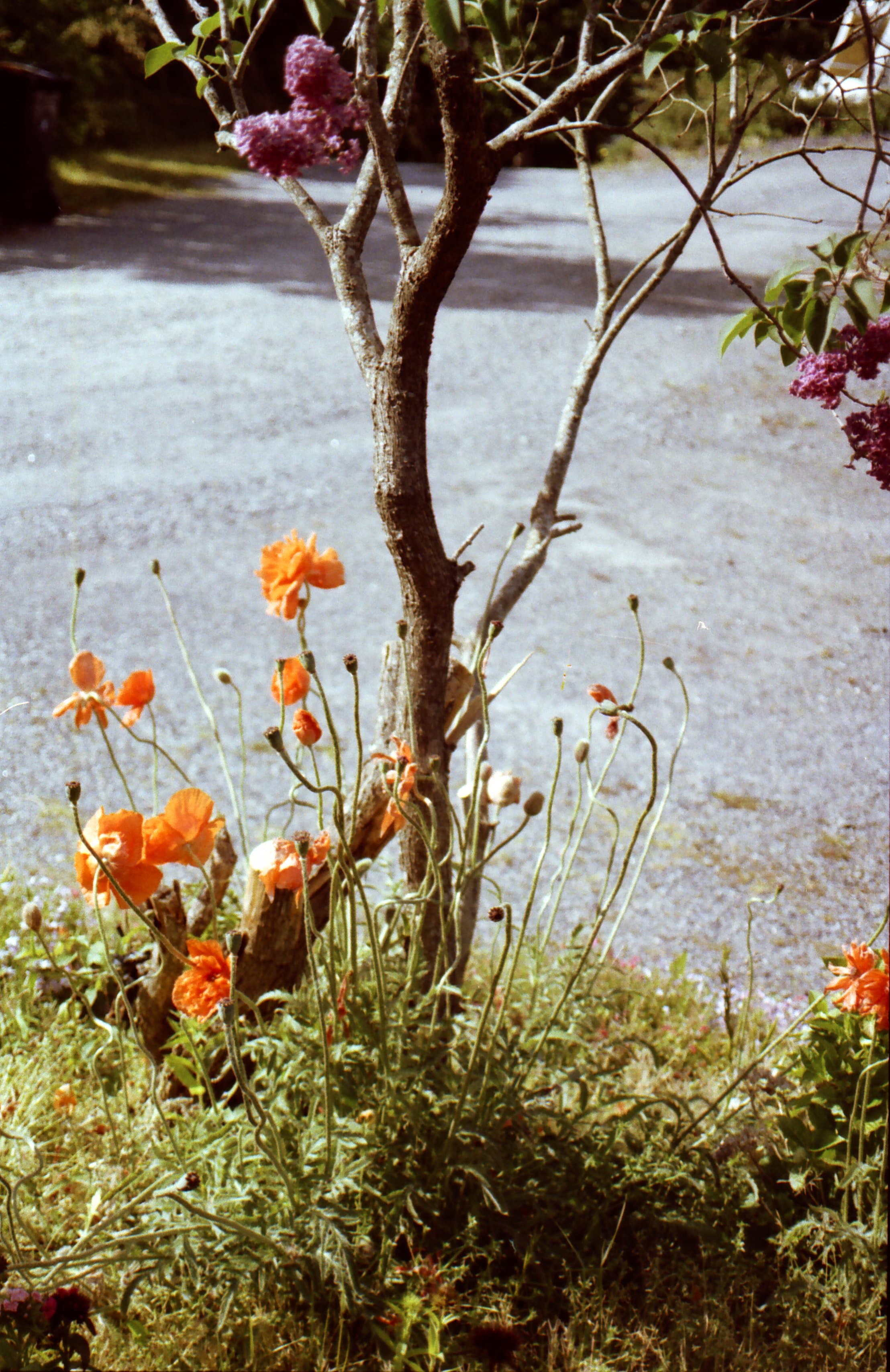 Oransje valmuer langs en grusvei i sommersol